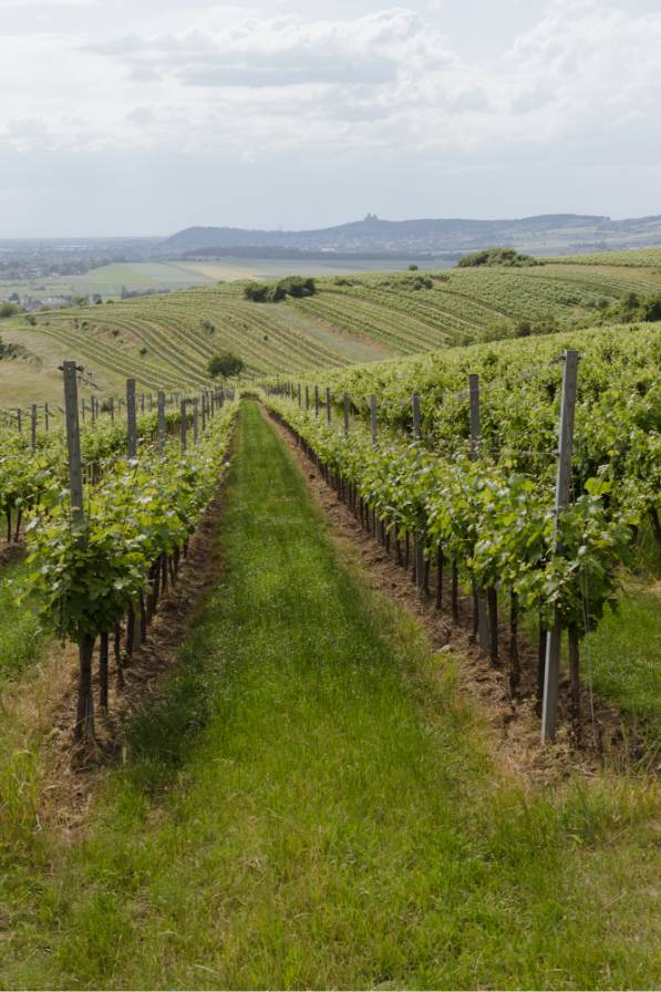 Jatschka Weingut